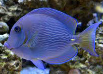 Blue Caribbean Tang, Acanthurus coeruleus