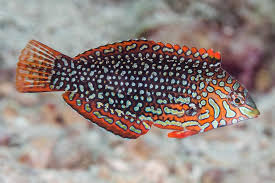 Ornate Leopard Wrasse, Macropharyngodon ornatus