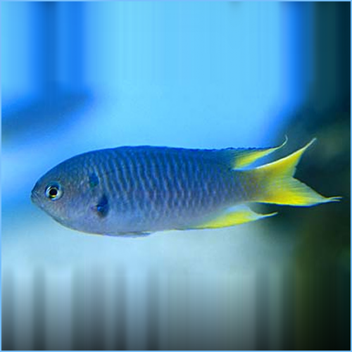 Yellow Tail Chromis, Chromis Xanthura