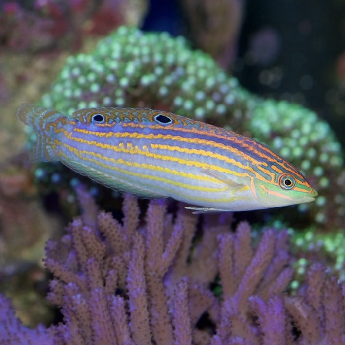 Green Face Wrasse, Halichoeres claudia