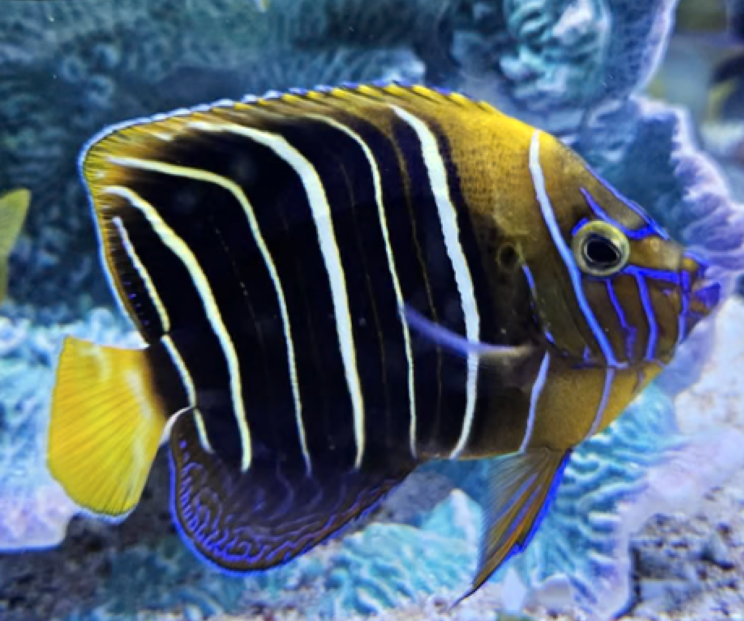 African Chrysurus Angel Fish,  Pomacanthus chrysurus