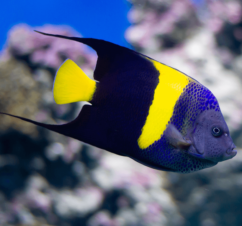 Asfur Angelfish, Pomacanthus asfur