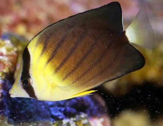 Blackburn's Butterflyfish, Chaetodon blackburni