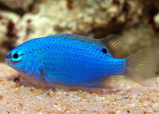 Blue Devil Damsel, Chrysiptera cyanea