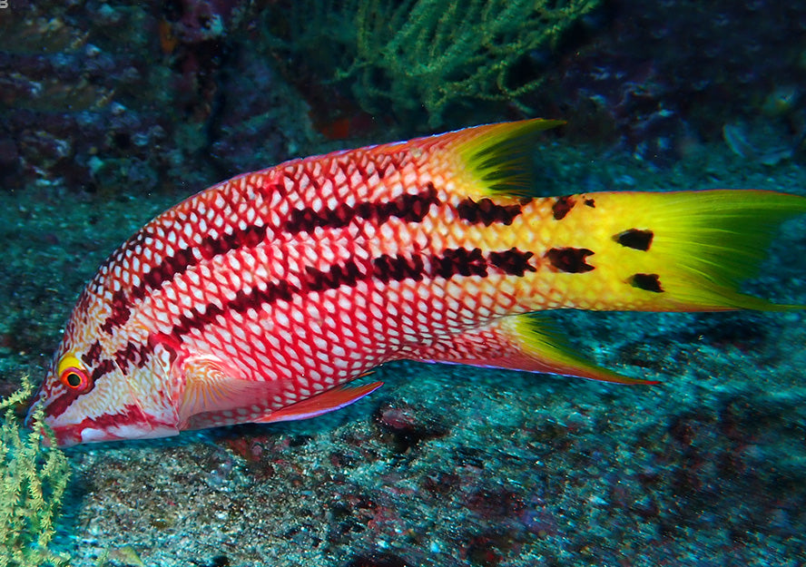 Mexican Hogfish, Bodianus diplotaenia