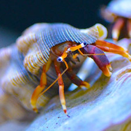 Blue Eyed Hermit Crabs, Calcinus Tibicin