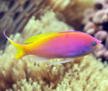 Carberryi Anthias, Nemanthias carberryi