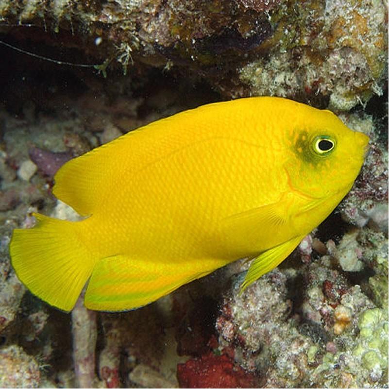 Herald's Angelfish,  Centropyge heraldi