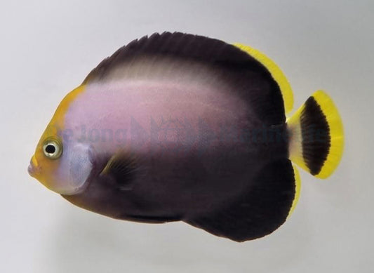 Black Velvet Angelfish, Chaetodontoplus melanosoma