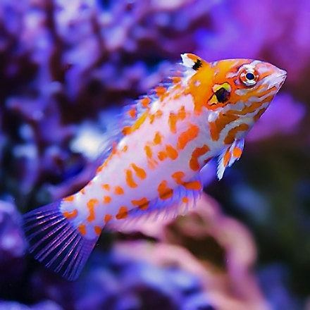 Choati Red Leopard Wrasse, (Macropharyngodon choati)