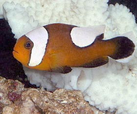 The Red Saddle Clown, Amphiprion ephippium (pairs)