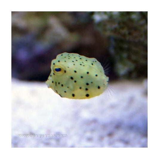 Common Boxfish, Rhynchostracion nasus