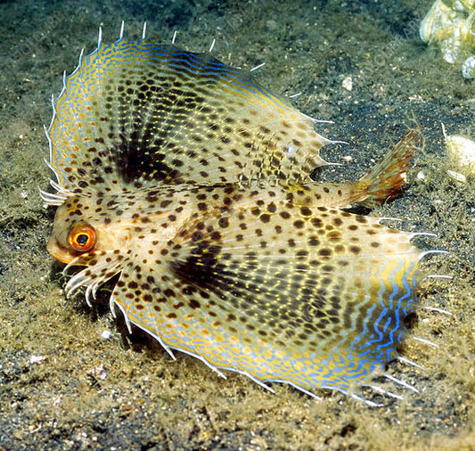 Flying Gurnard, Dactyloptena orientalis