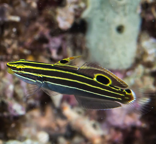 Hector’s Goby, Amblygobius hectori