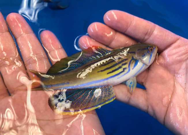 Madagascan Holy Grail Flasher Wrasse, Paracheilinus hemitaeniatus Pair