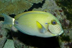 Freckle Face Tang,  Acanthurus maculiceps