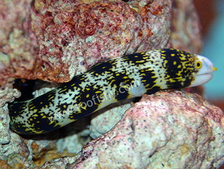 Snowflake Eel, Echidna nebulosa ( reserved )