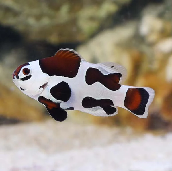 Black Storm Clownfish, Amphiprion ocellaris - Pair