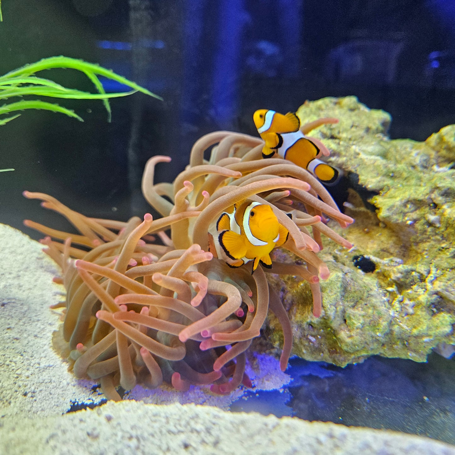 Percula Clown Pair Hosting Long Tentacle Anemone WYSIWG