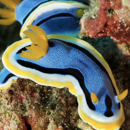 Chromodoris Annae