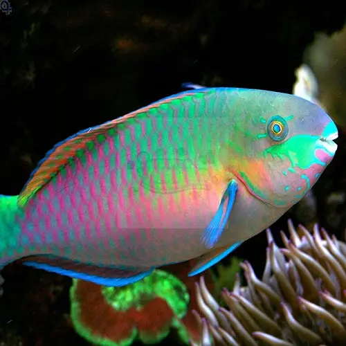 Quoyi Parrotfish, Scarus quoyi