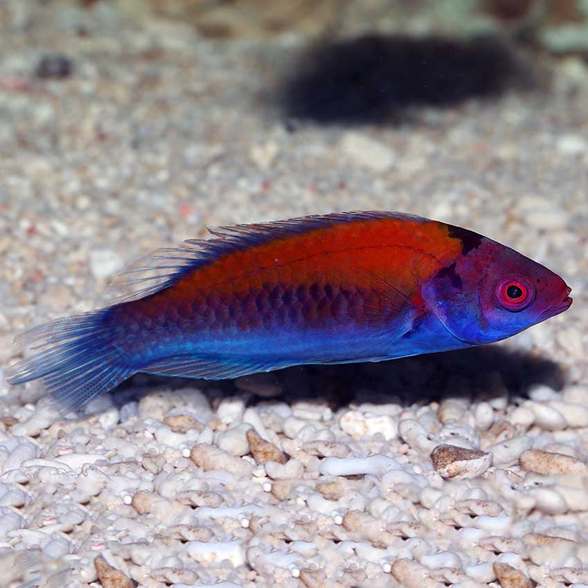 Orange Back Fairy Wrasse, Cirrhilabrus aurantidorsalis