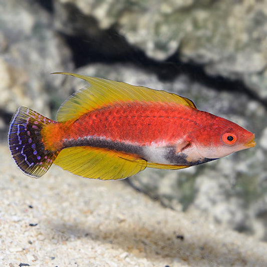 Yellow Filament Fairy Wrasse,  Cirrhilabrus Filamentosus