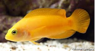 Golden Dottyback, Pseudochromis Aureus