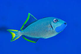 Blue Throat Trigger, Xanthichthys auromarginatus (male)