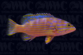 Harlequin Grouper, Cephalopholis polleni