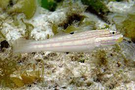 Mural Goby,Valenciennea muralis