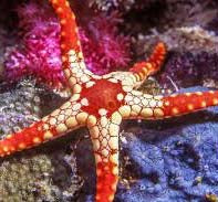 Starfish, Fromia Monilis