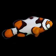 Picasso Clown AA Grade Amphiprion percula pair