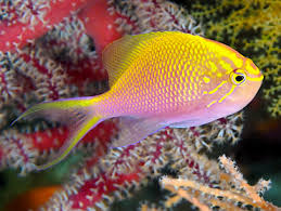 Fat Head Anthias, Serranocirrhitus latus (reserved)