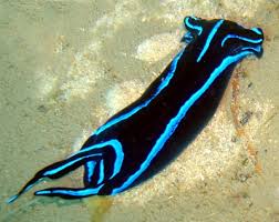 Blue Neon Nudibranch Chelidonura varians