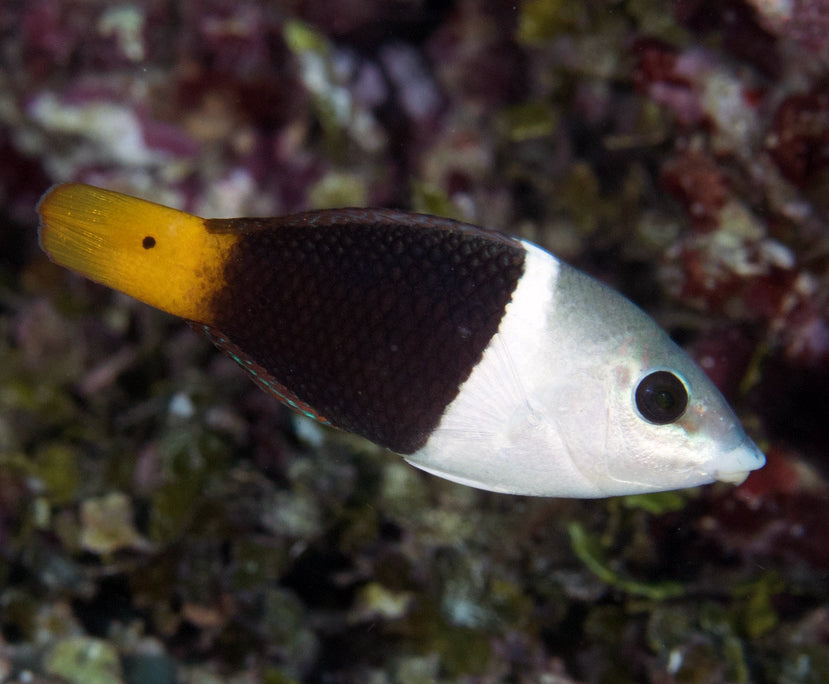 Banner Wrasse, Hemigymnus melapterus