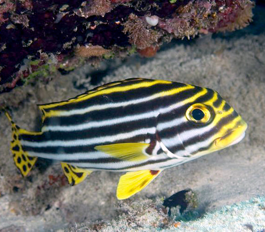 Striped Sweetlips, Plectorhinchus lineatus