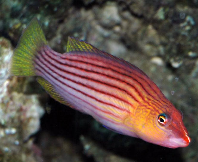 Eight Lined Wrasse, Pseudocheilinus octotaenia