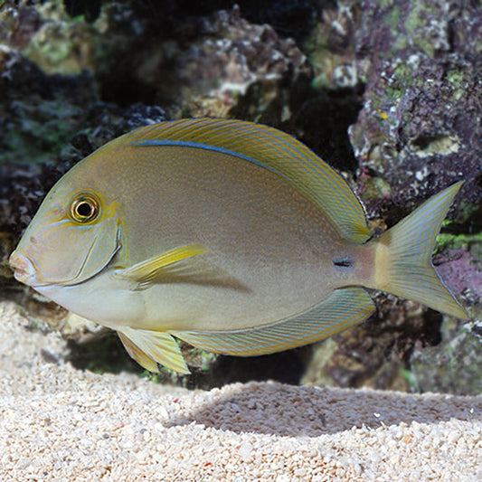 Ring Tail Surgeonfish ,Acanthurus blochii