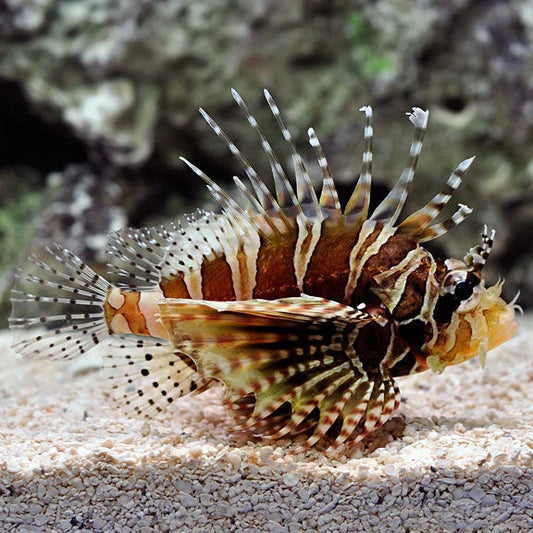 Zebra Dwarf Lionfish, Dendrochirus zebra