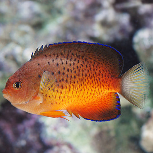 RUSTY ANGEL, CENTROPYGE FERRUGATUS