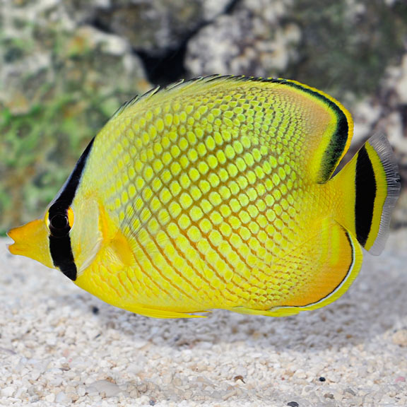 Raffle's Latticed Butterflyfish, Chaetodon rafflesi