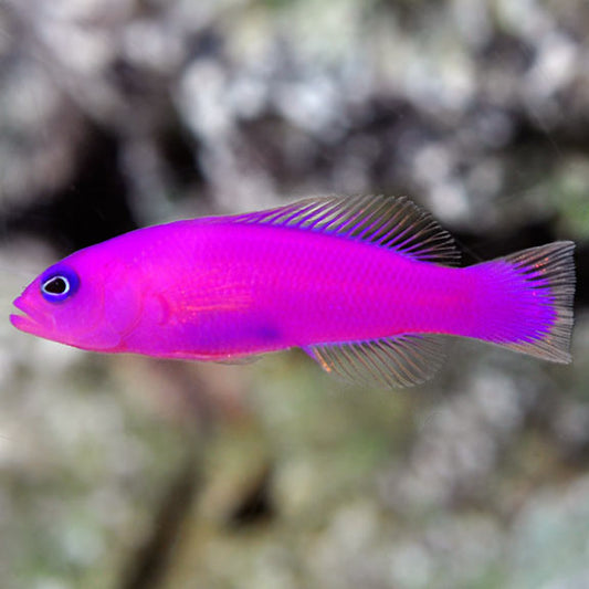 Strawberry Pygmy Basslet, Pseudochromis porphyreus