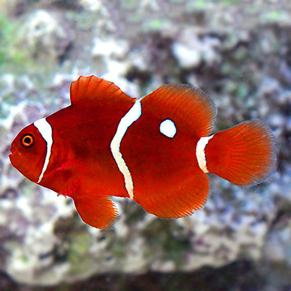 Gold Dot Maroon Clownfish, Premnas biaculeatus, (grade A pair)