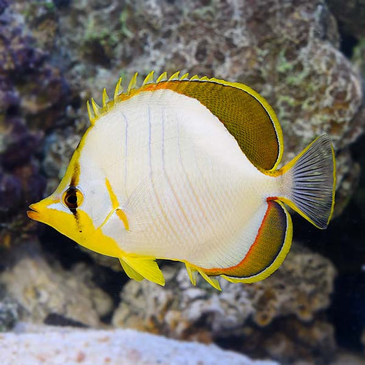 Yellowhead Butterflyfish, Chaetodon Xanthocephalus