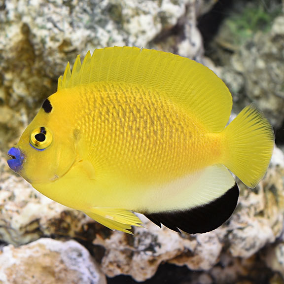 Flagfin Angelfish, Holacanthus trimaculatus