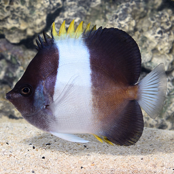 Black Pyramid Butterflyfish, Hemitaurichthys zoster