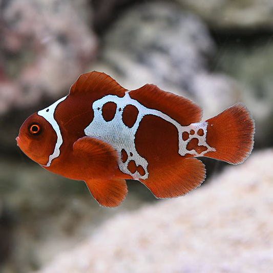 Gold Nugget Maroon Clownfish, Premnas biaculeatus, (grade A pair) (Copy)