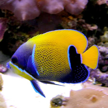 Majestic Angelfish, Pomacanthus navarchus.