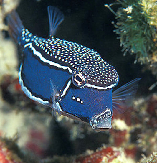 Whitley's Boxfish,  Ostracion whitleyi